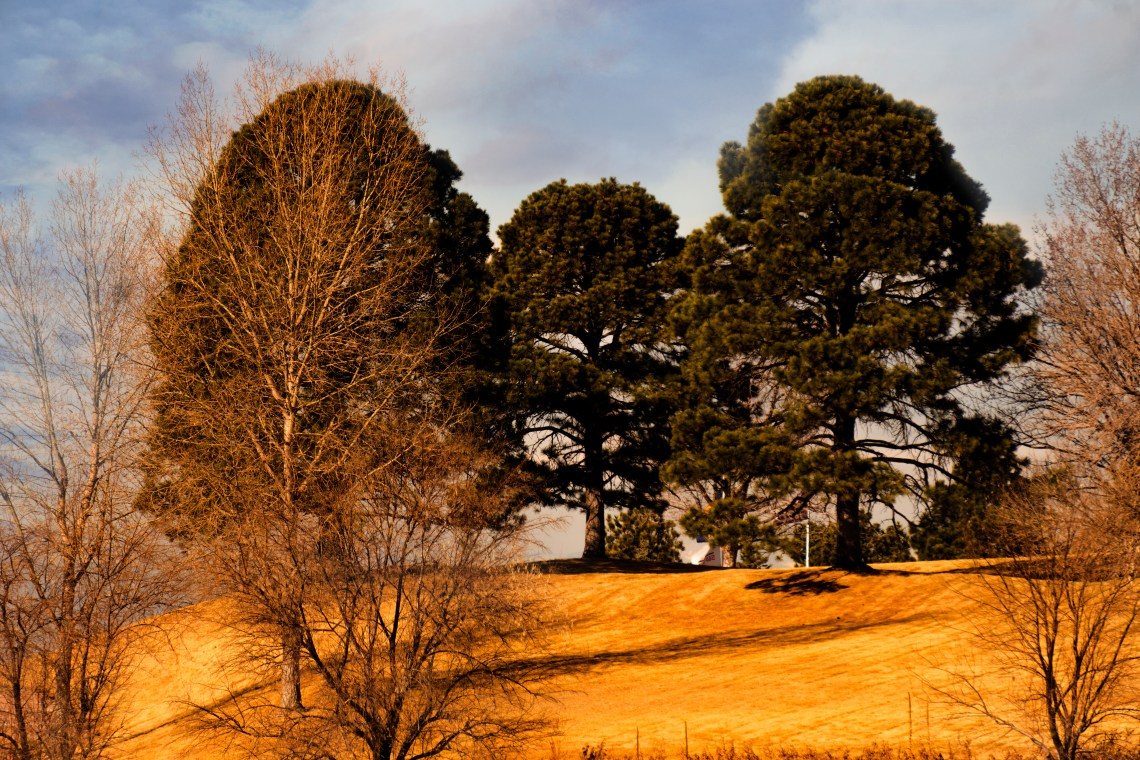trees-DSC04078-1.jpg