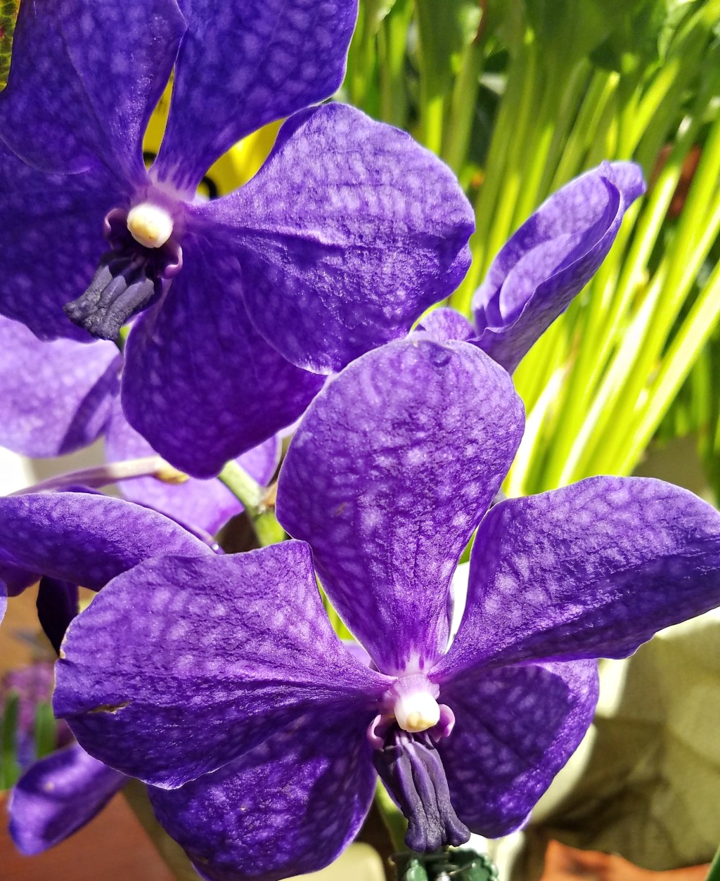 Color your World – Blue&nbsp;Violet