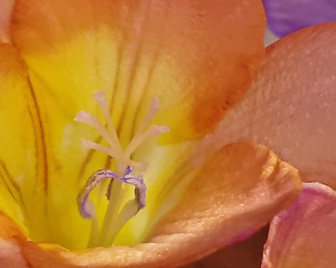 00-20180222_163532_3Ablush-macro