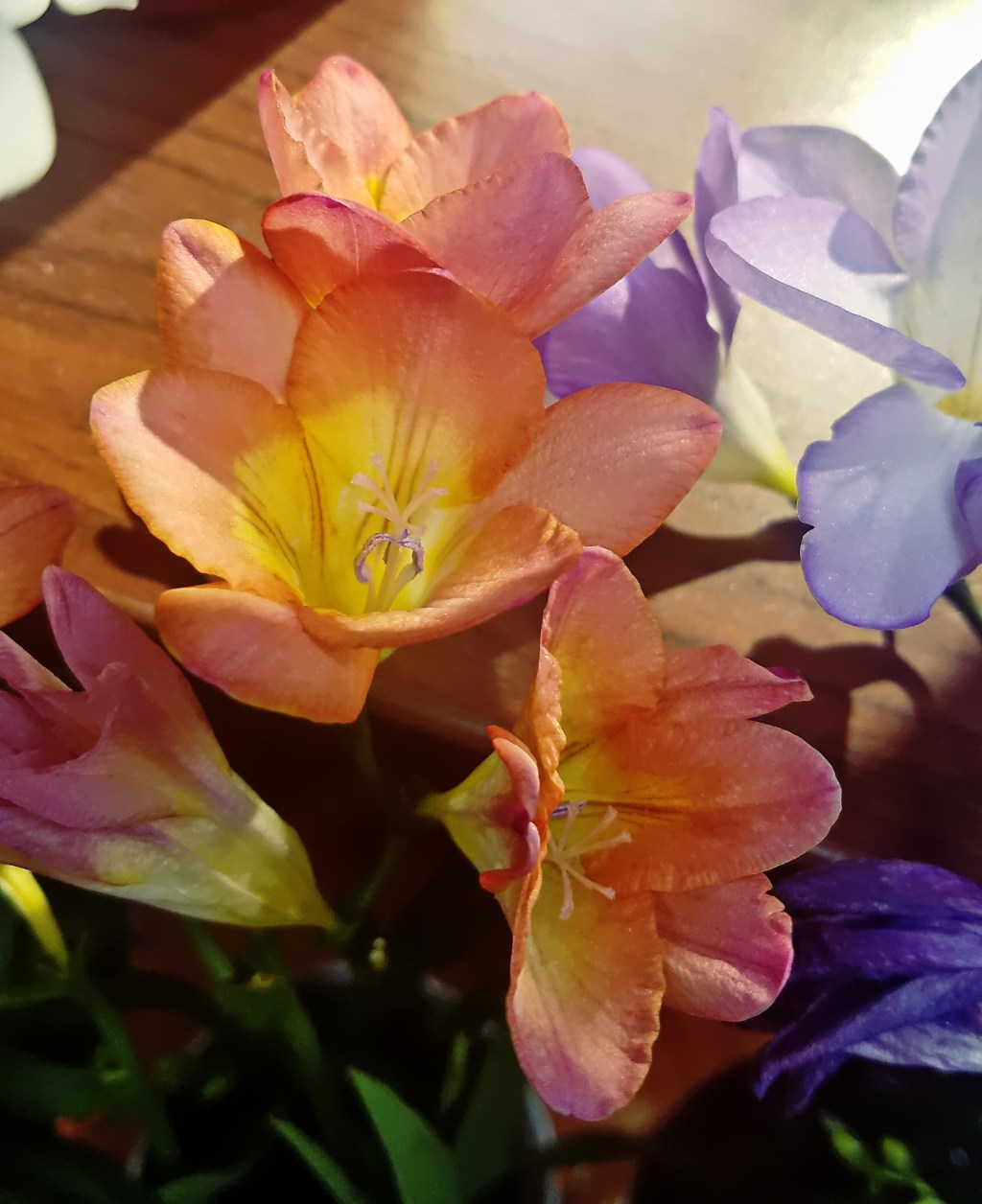 Flower of the Day – February 24,&nbsp;2018