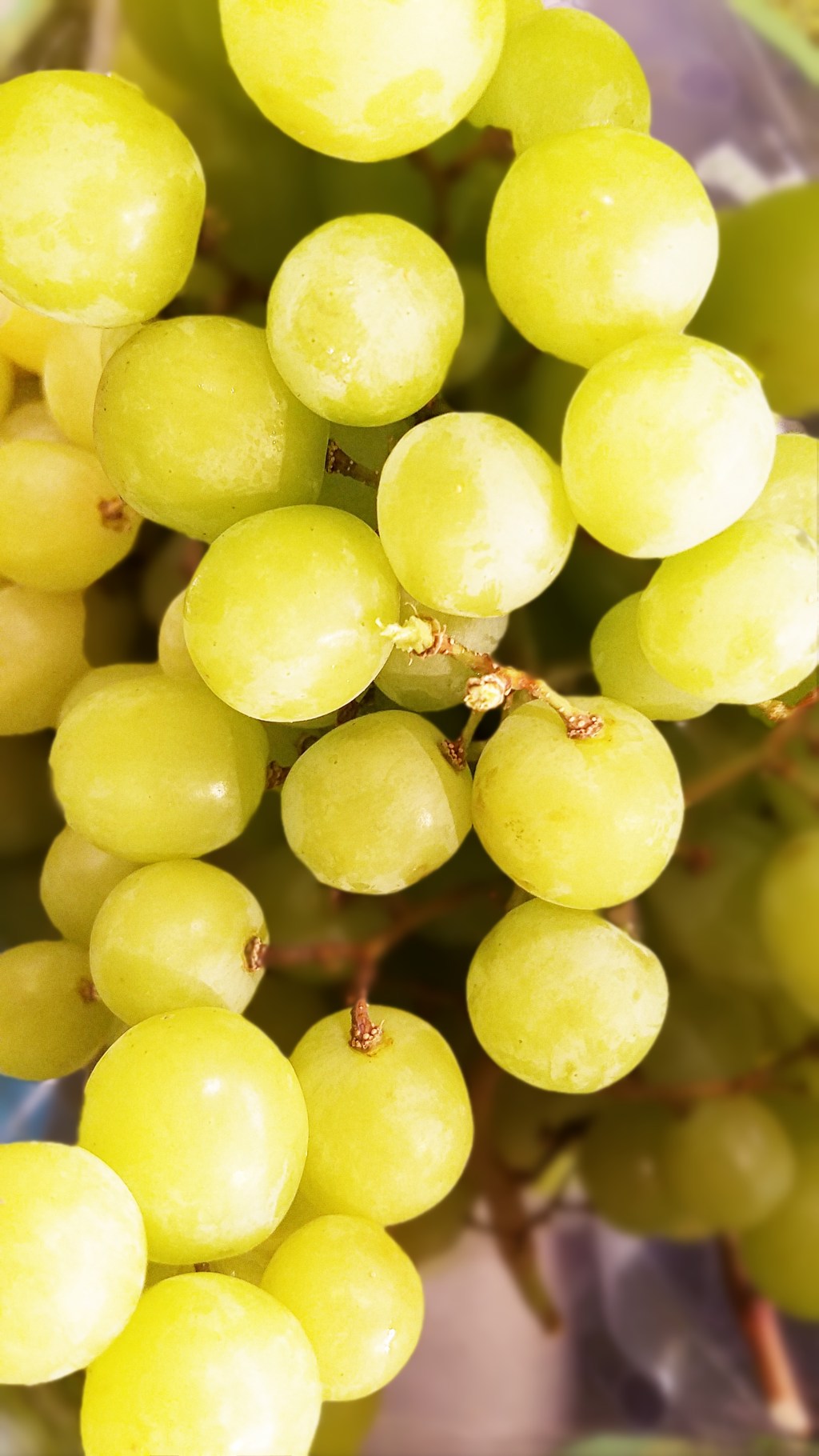 Color Your World – Green&nbsp;Yellow