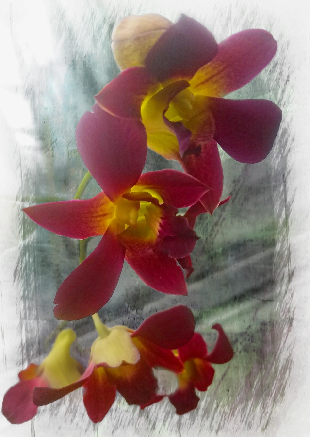 00-900-eggplant-orchid-20180130_135711_3A