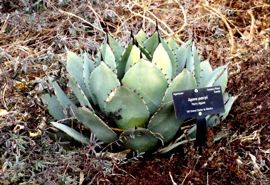 00-Agave-900-DSC04344_A