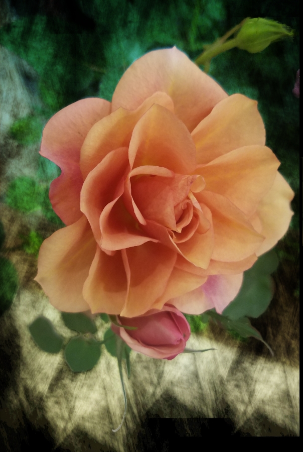 00-apricot-rose[20180212_163215_38423265870_900