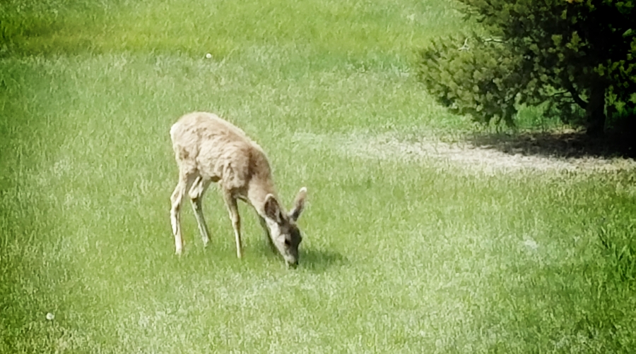 00-babydeer-20170521_900