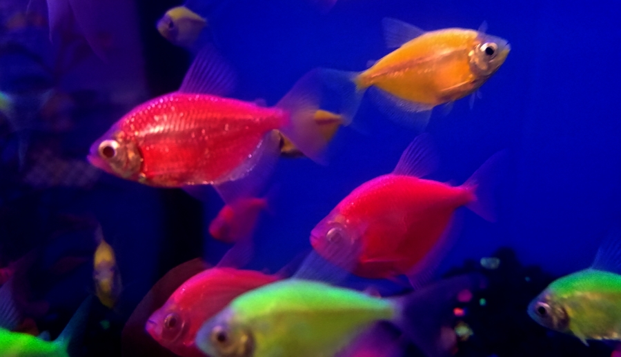 00-colorfulfish-20180205_164828A900