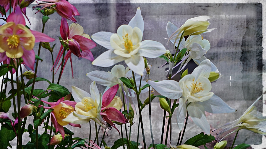 00-columbine-multi-DSC04668_900
