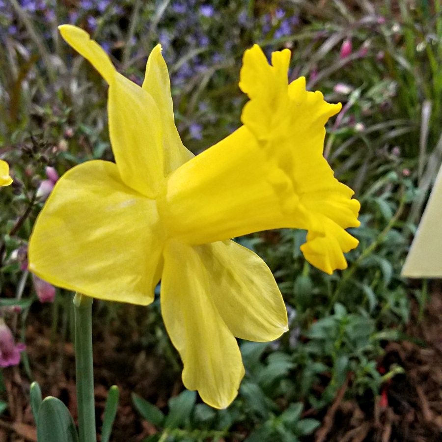 365 Days of&nbsp;Flowers