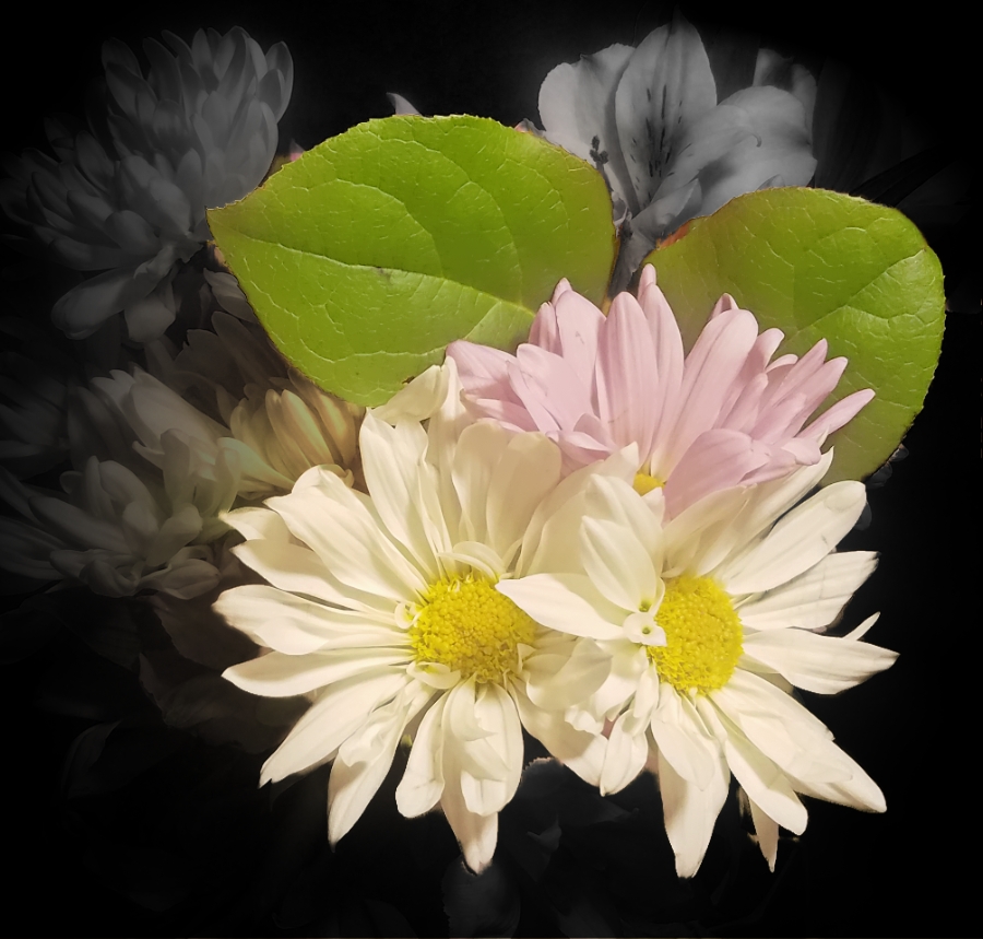 00-daisys-20180130_193300_A900