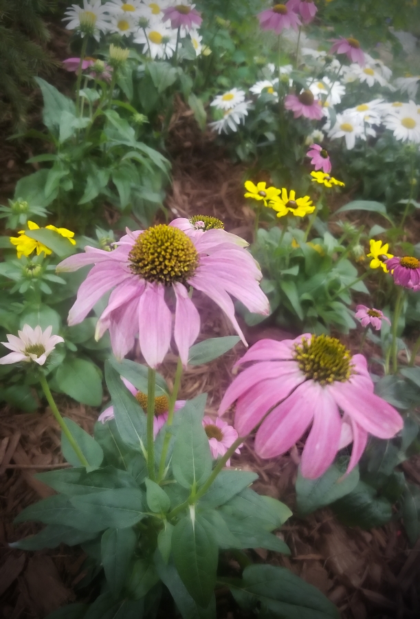 Flower of the&nbsp;Day-Echinacea