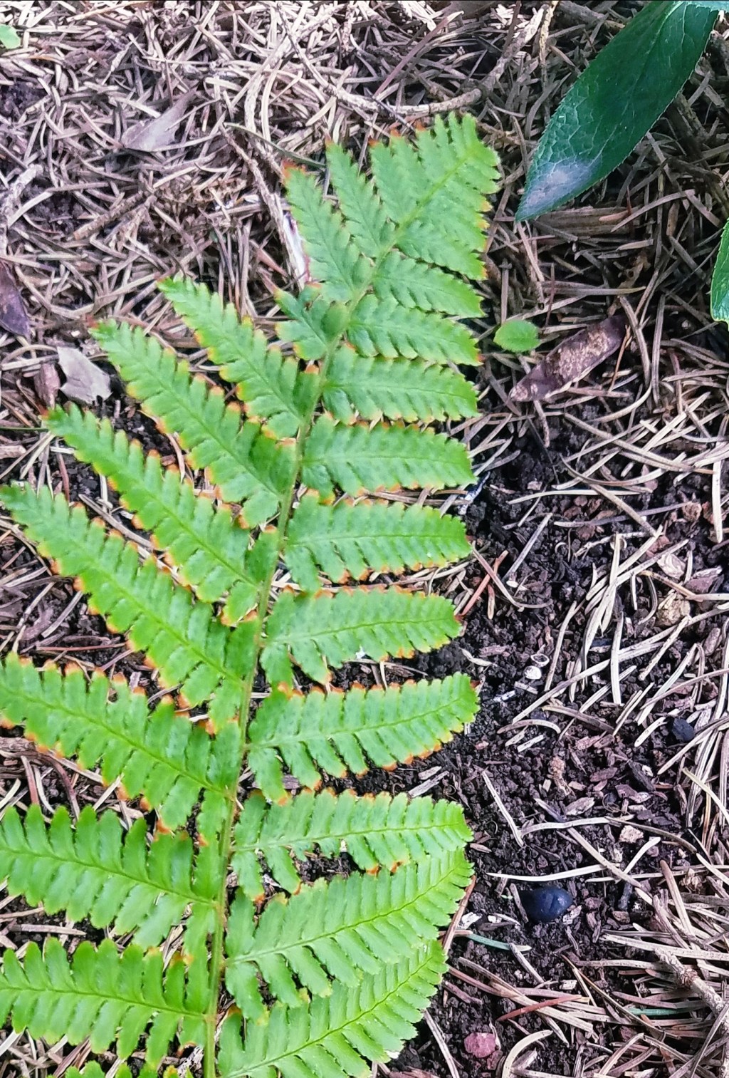 Color Your Word –&nbsp;Fern