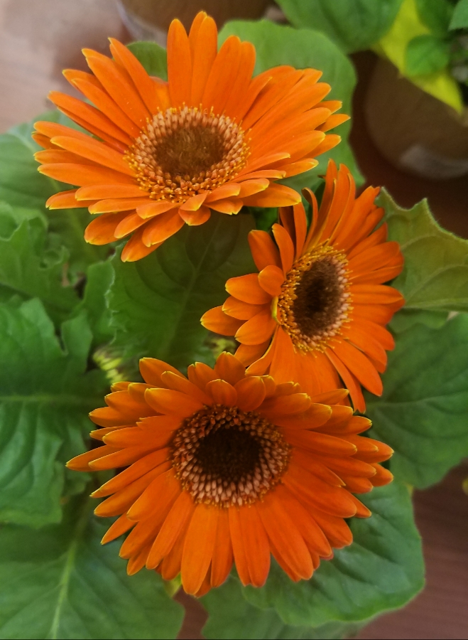 Flower of the Day – February 21, 2018 – Gerbera&nbsp;Daisy