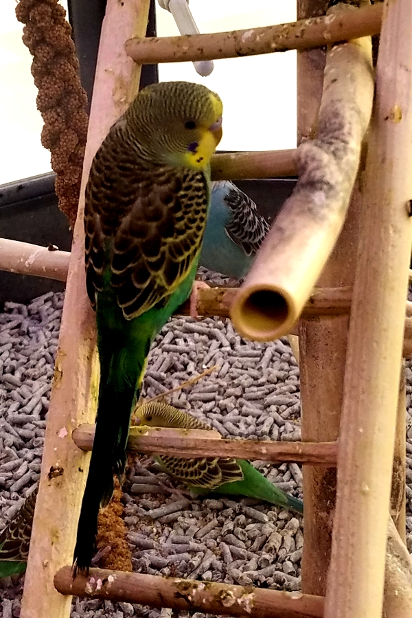 00-greenparakeet-20180205_164412_900