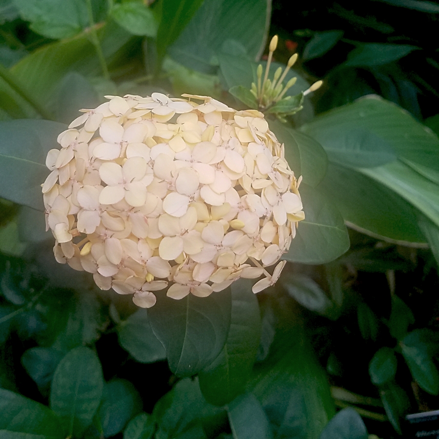 00-ivory-floral-20180130_131632_39959589472_o_A900