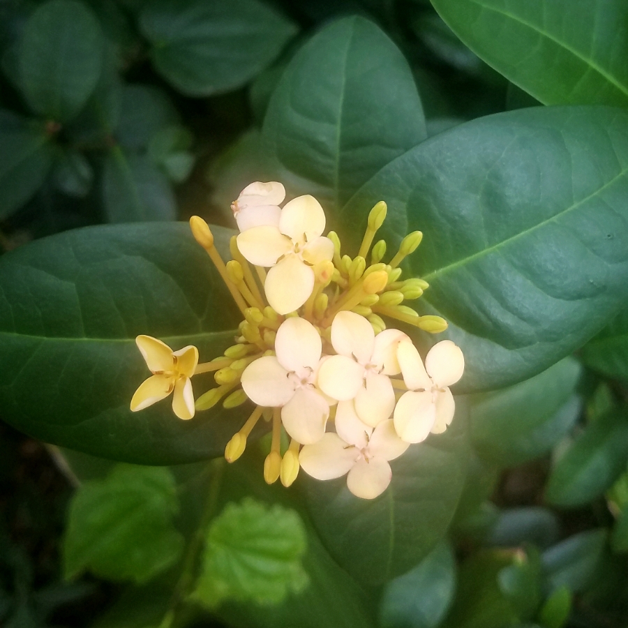 00-ivory-floral-20180130_131648_A900