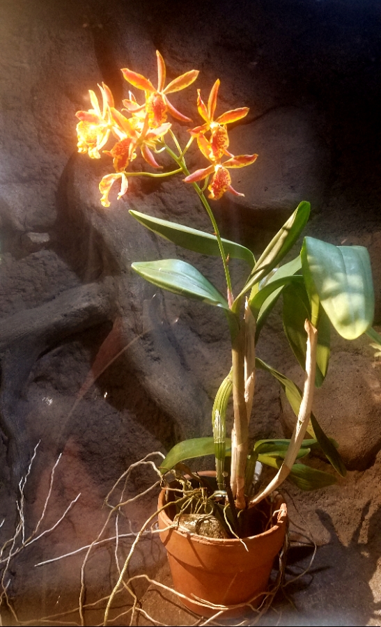 00-orange-orchid-20180130_133849_A900