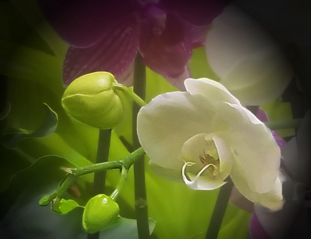 Flower of the Day – February 20, 2018 –&nbsp;Orchid