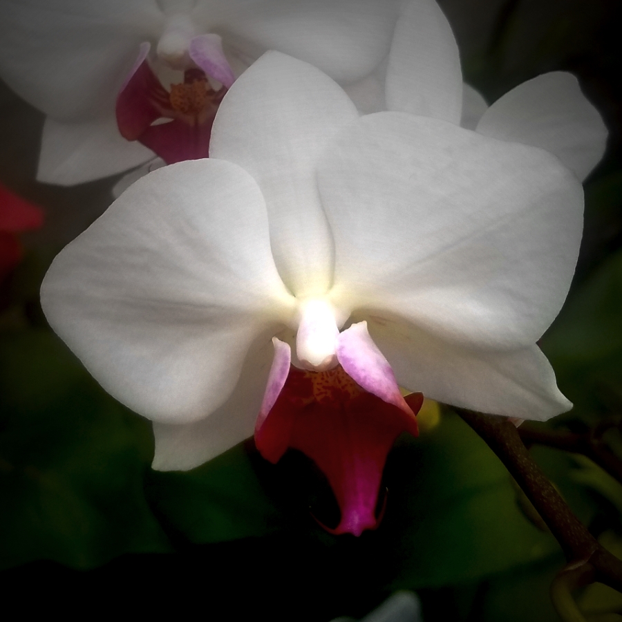 Flower of the Day – February 2, 2018 –&nbsp;Orchid