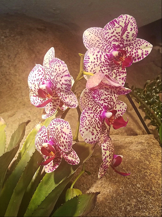 00-orchid-900-20180130_133228_DBG