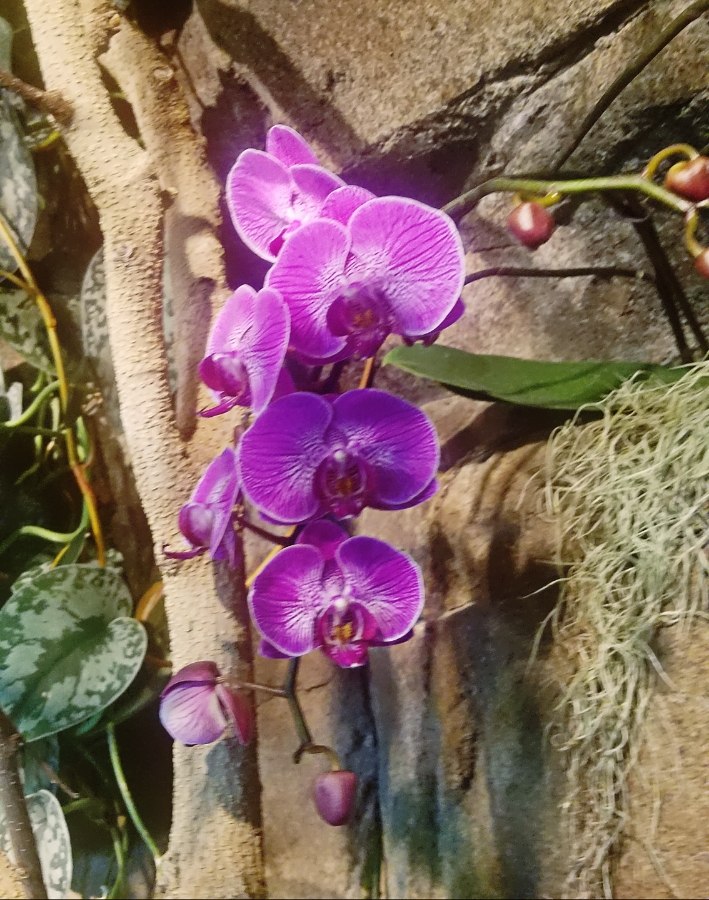 Flower of the Day – February 16,&nbsp;2018