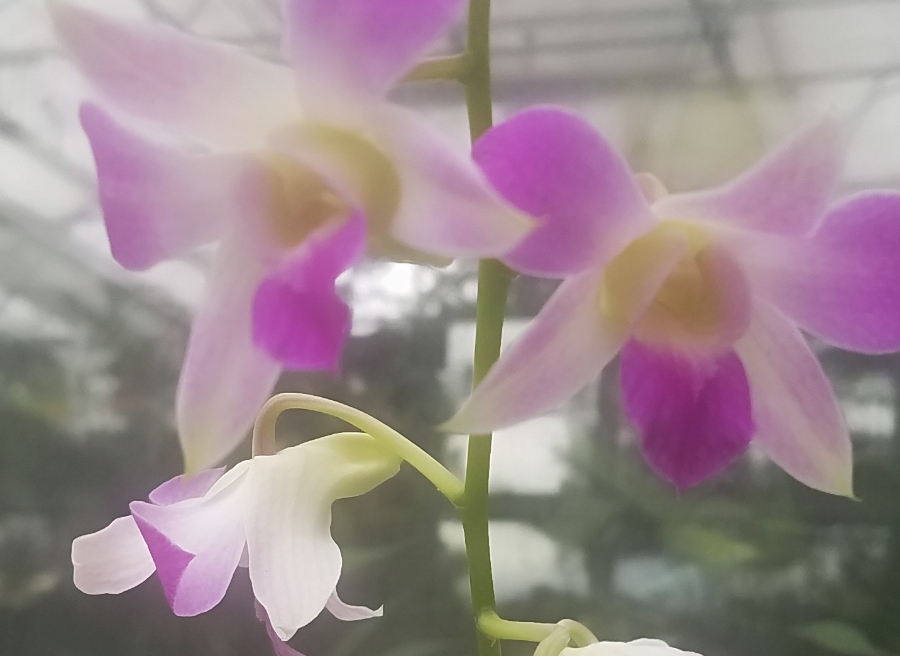 Color your World –&nbsp;Orchid