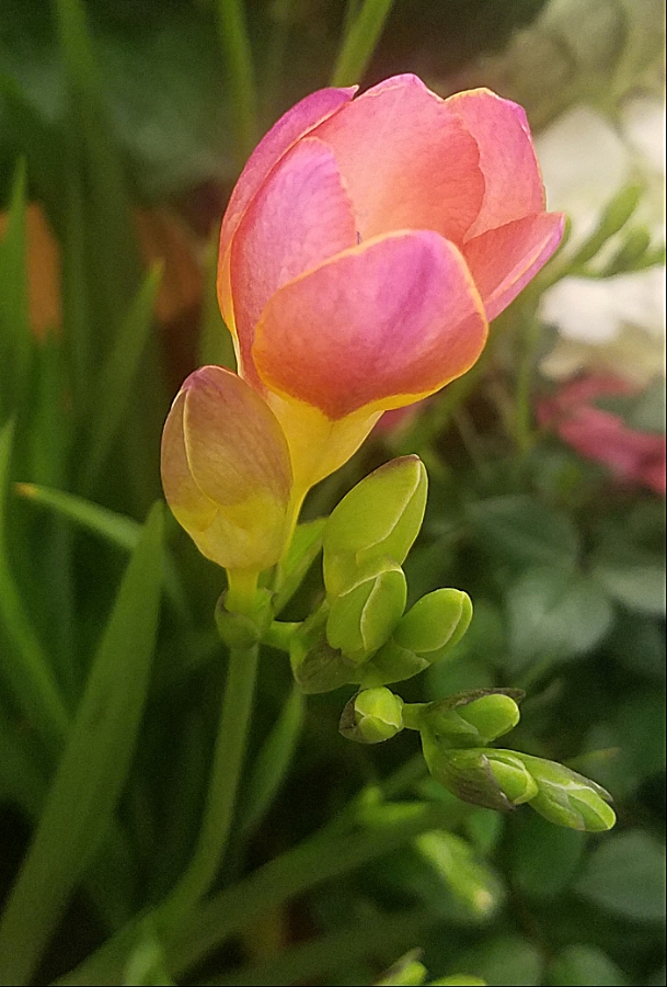 00-pinkfloral-40440211882_900A