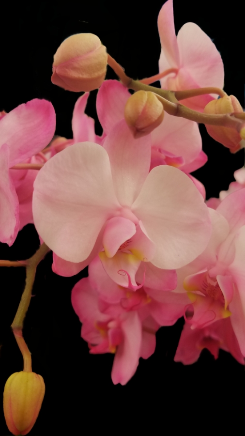 00-pinkorchid-20180212_163351_26361580618_o900