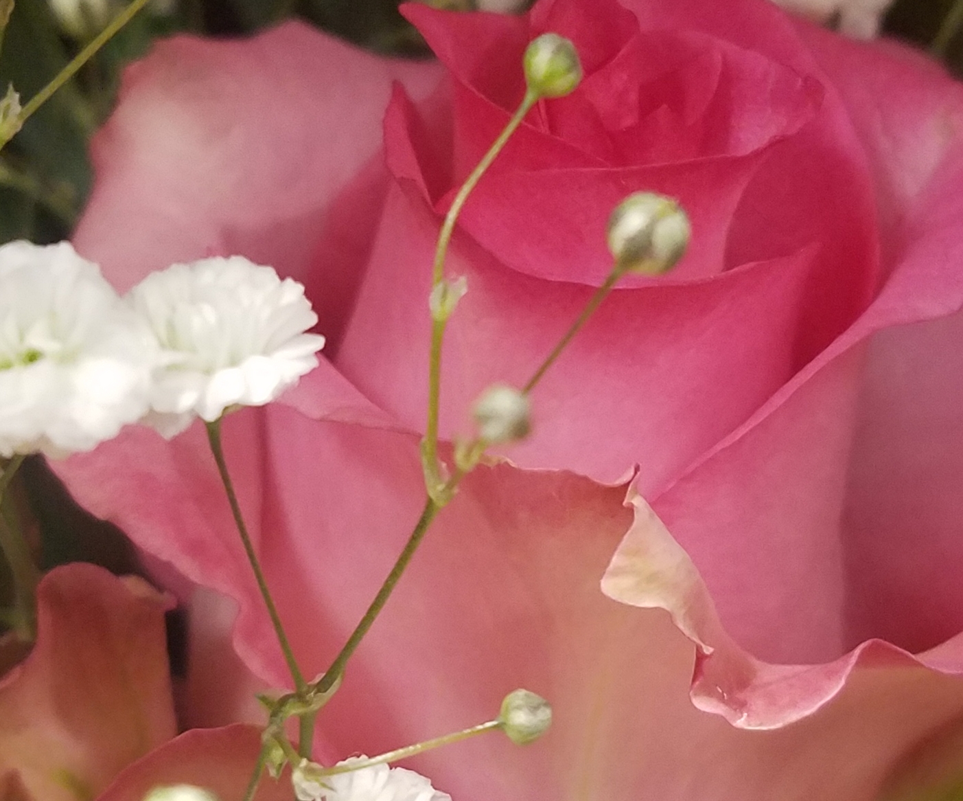 00-pinkrose-20180212_162930_39523289734_o_pe