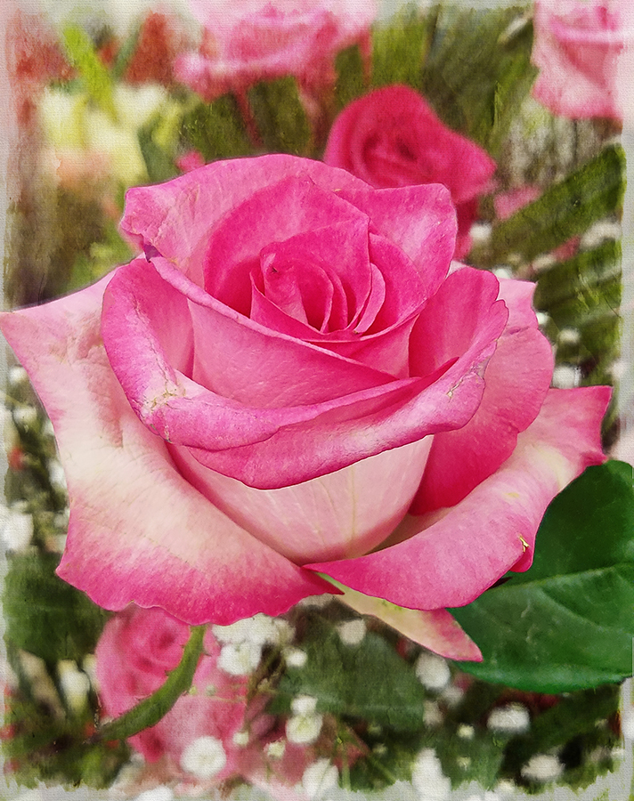 00-pinkroses-20180212_162955_40234223151_A900