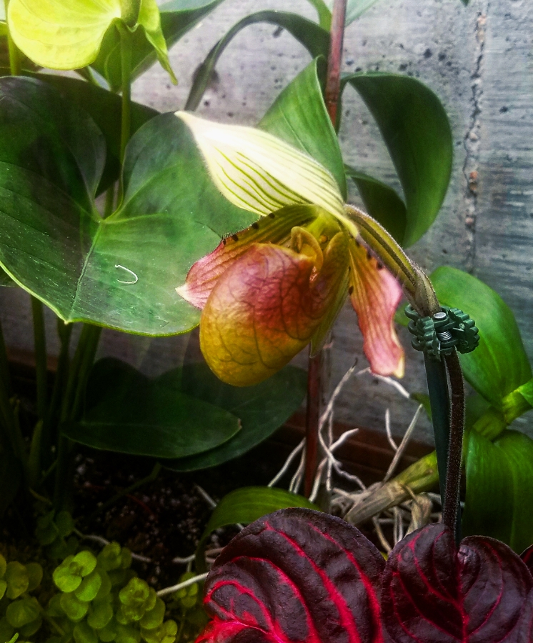 00-Pitcherplant-20180130_135653A900