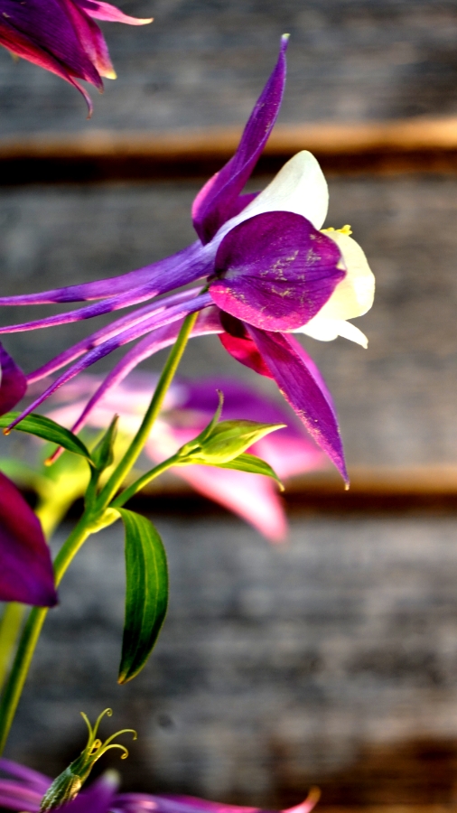 Flower of the Day – February 25,&nbsp;2018-Columbine