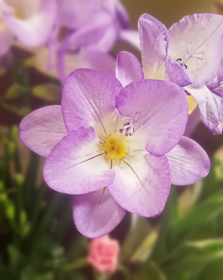 00-purple-floral-20180222_163428_900A