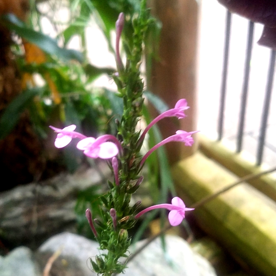 00-purplefloral-20180130_132307_39093137055_A900