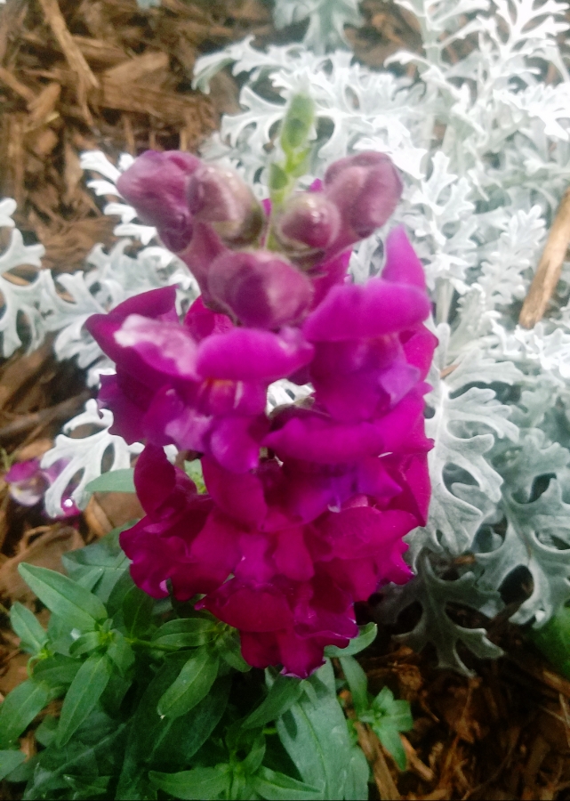 Flower of the Day –&nbsp;Snapdragon
