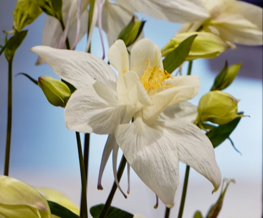 Flower of the Day – February 26,&nbsp;2018