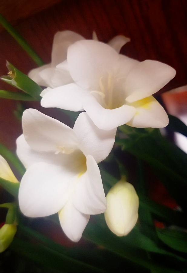00-white-lily20180222_163542_40428533441_A900