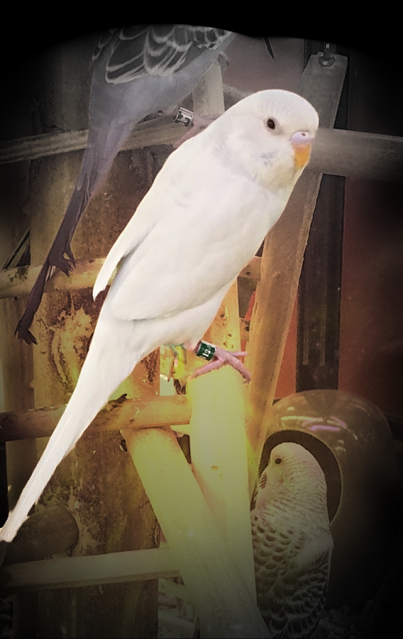 Cee’s Fun Foto Challenge –&nbsp;Bird