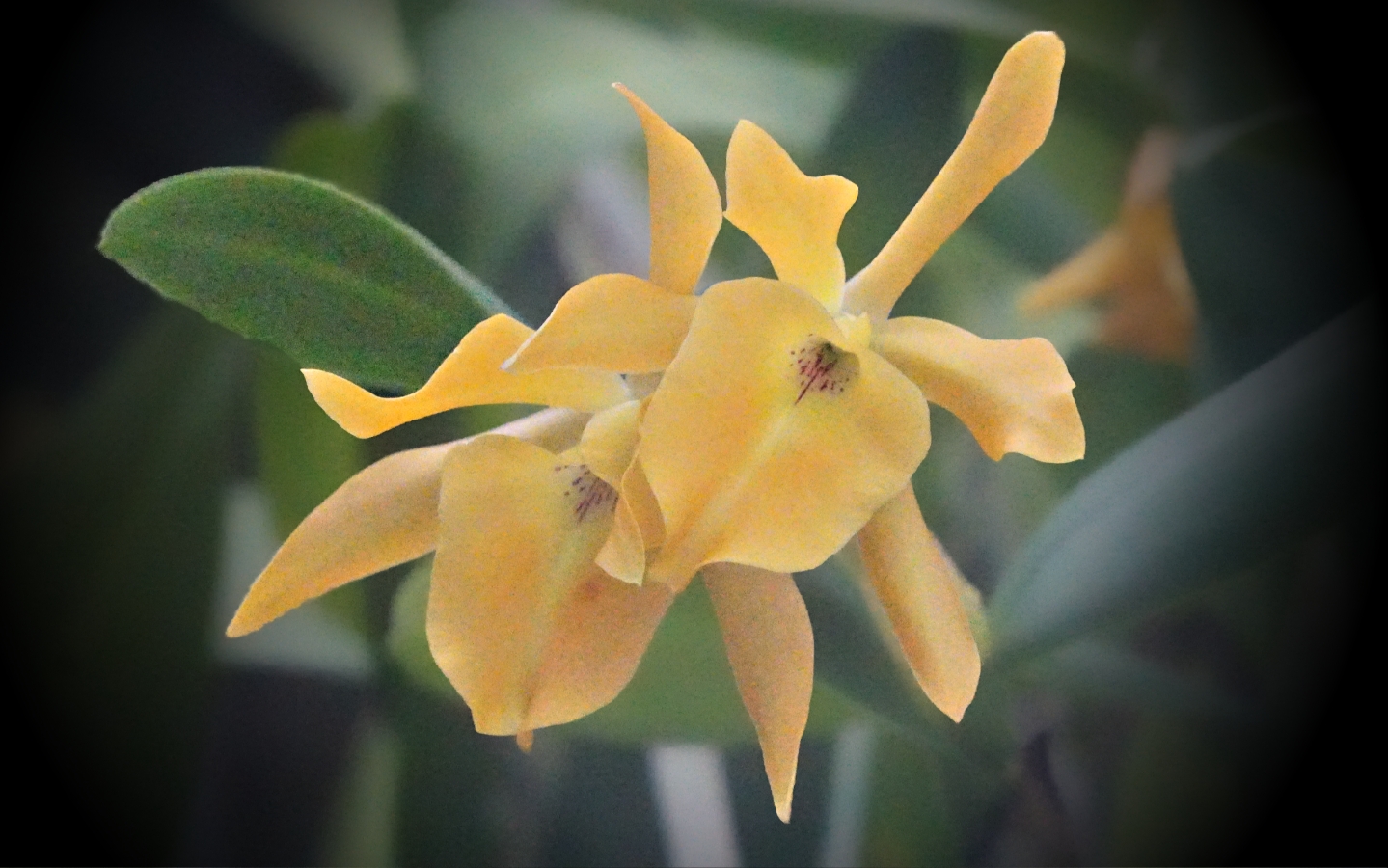 00-yellow-orchid-DSC04324_A900