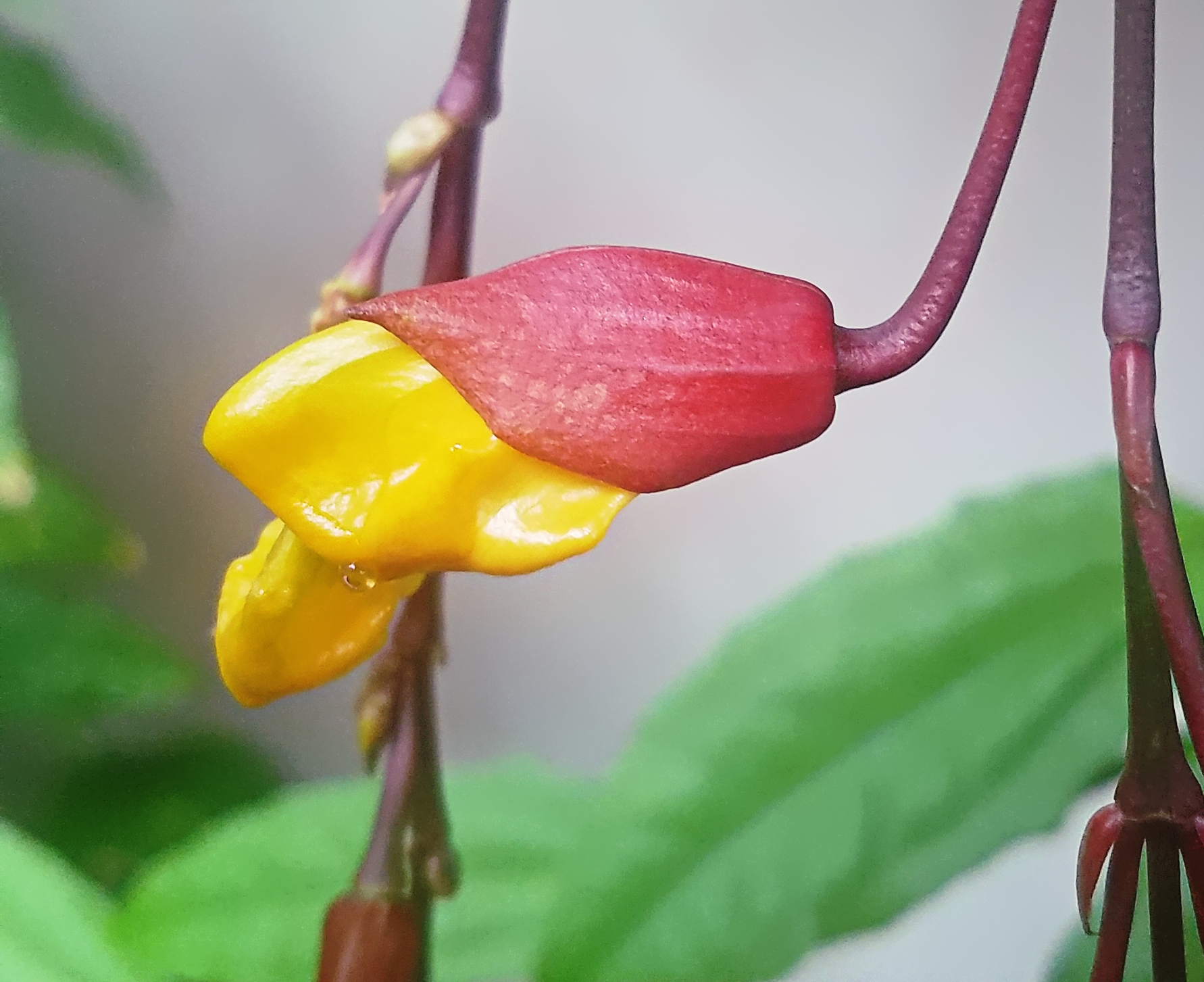 00-yellow-tropical-20180130_131057_26118568128A