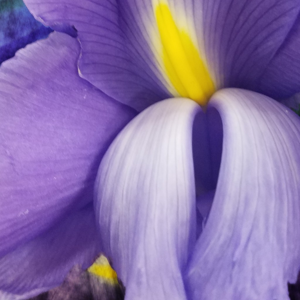 Flower of the Day – February 15, 2018 –&nbsp;Iris