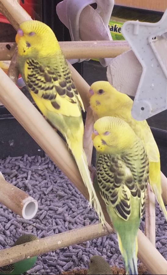 April 3. Color Your World –&nbsp;Canary