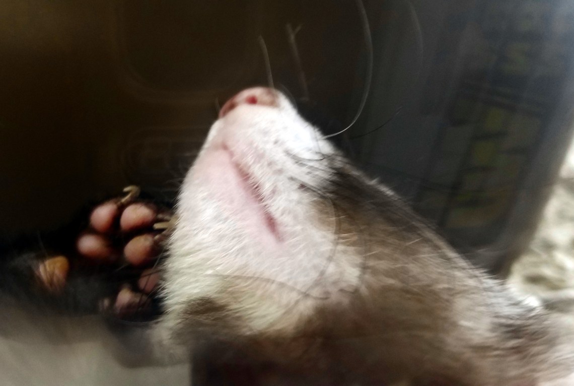 Ferret-naptime20180205_164237_A