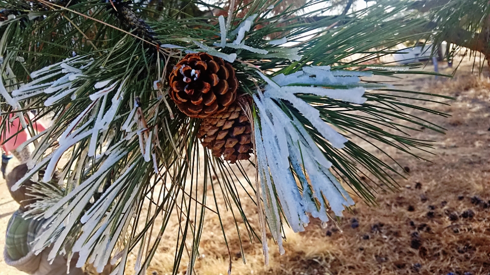 foggymorning-frost-20180204_144145A1000