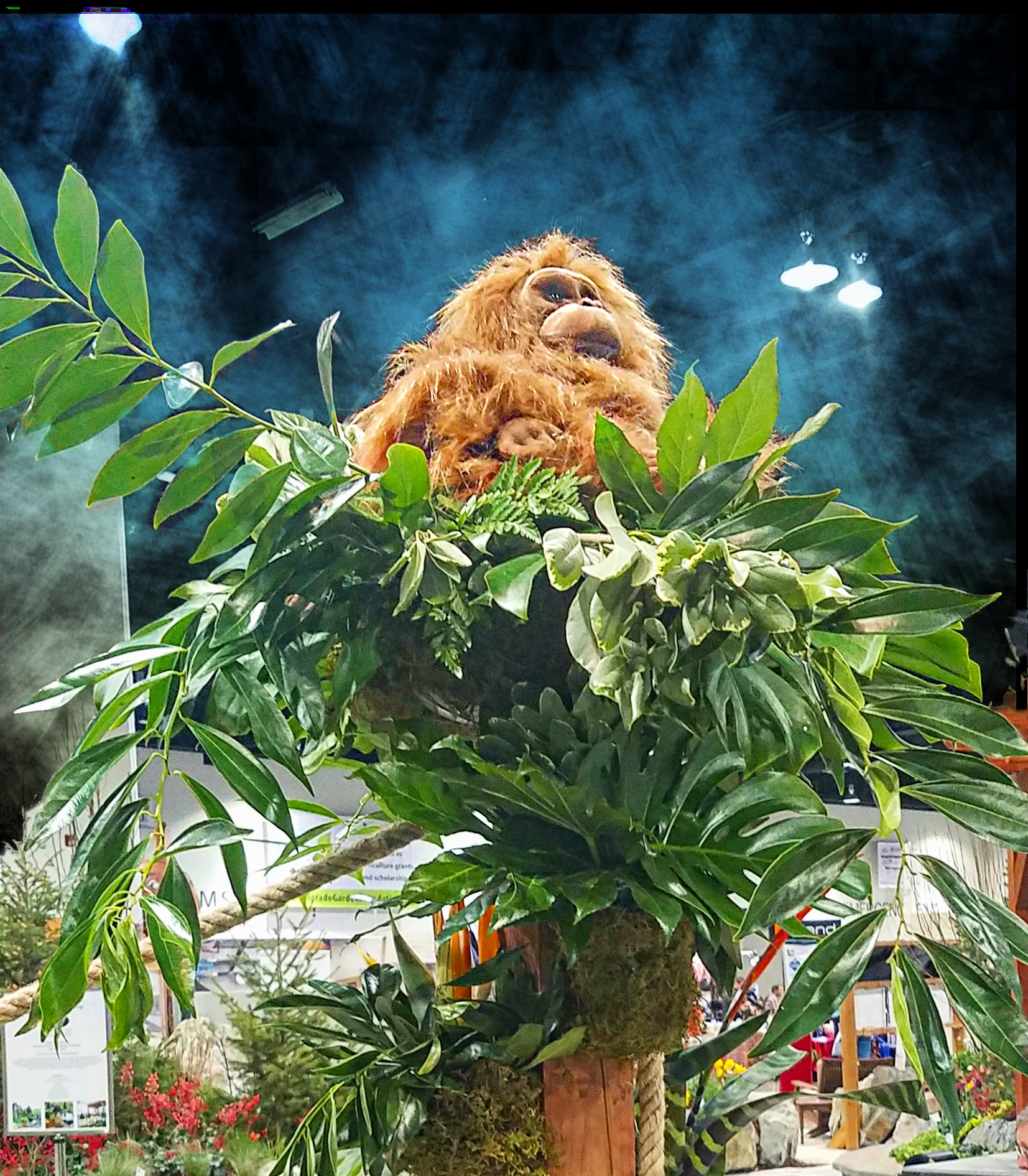 monkey20170205_162558_pe