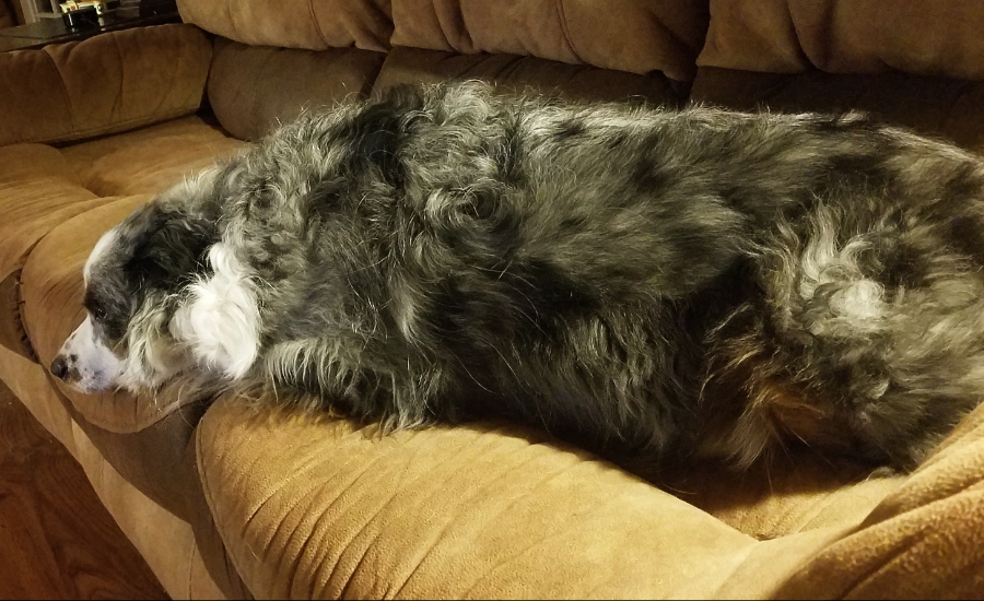 Oberon-zzzz-20180213_181252_40209952862_o900