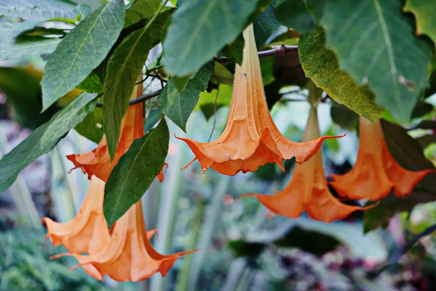 orange-trumpet-900-DSC04227_A