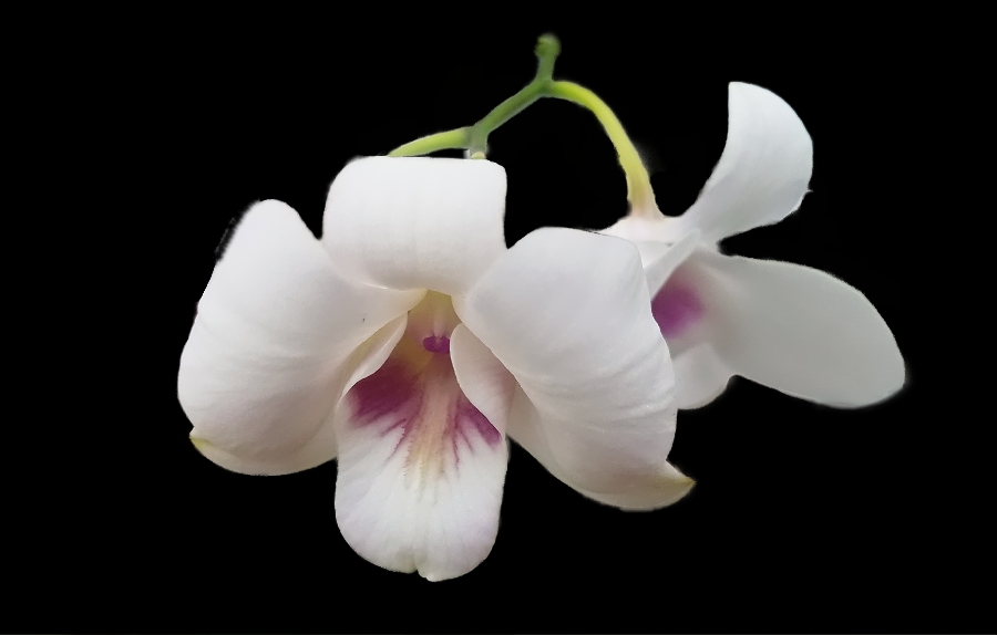 Flower of the Day – February 3,&nbsp;2018