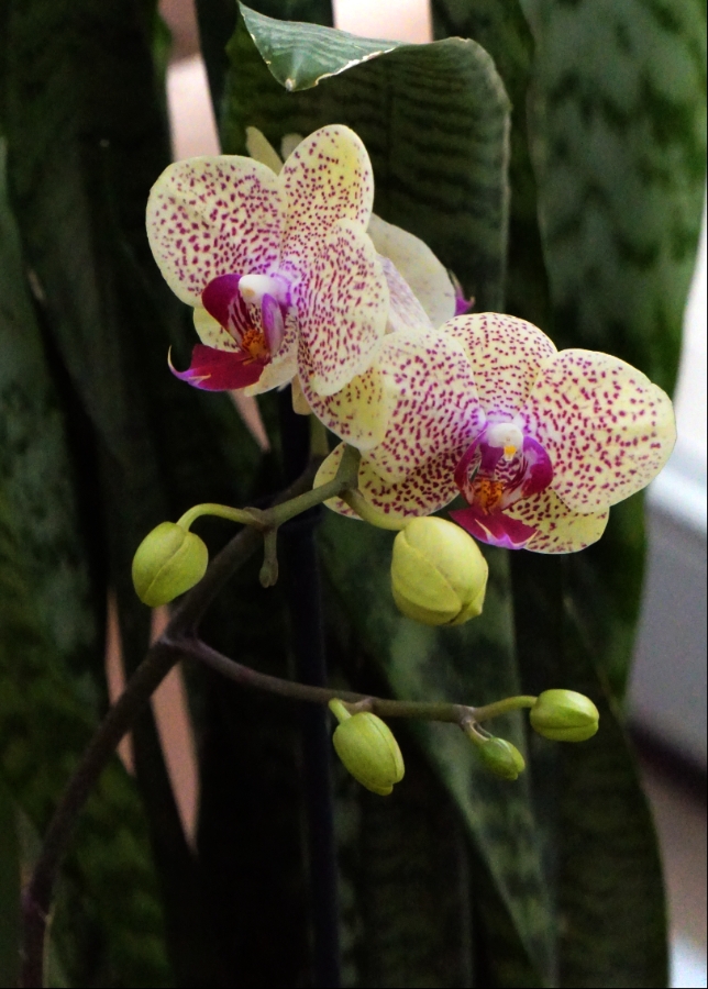 Flower of the Day – February 1, 2018&nbsp;–Orchid