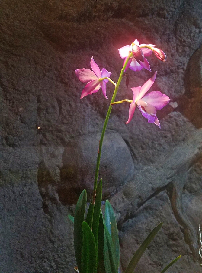 Flower of the Day – February 9,&nbsp;2018-Orchid