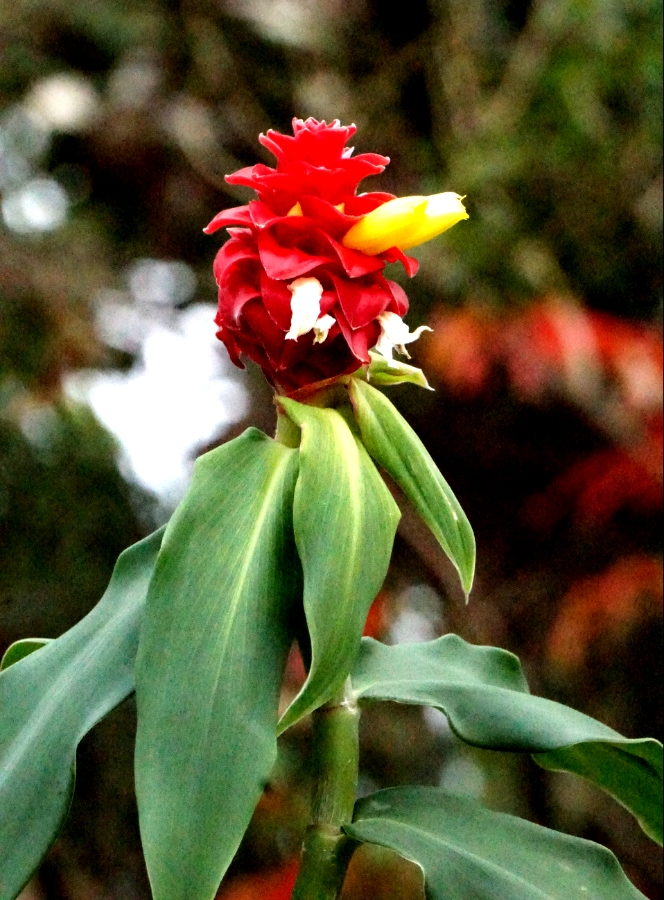 Flower of the Day – February 8,&nbsp;2018